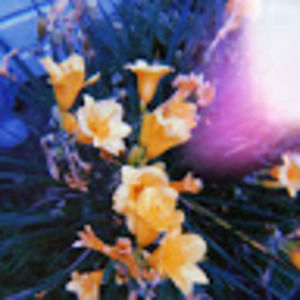 Meet your Posher, Noelle